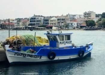 MAVİNİN TOHUMLARI