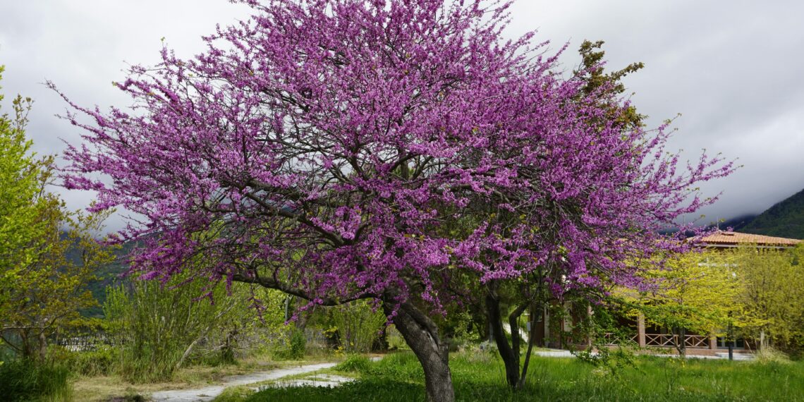 Erguvan Ağacı / İlhan Günay