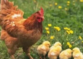 Öykü: Mustafa Ünver / Salıncaklı Yumurta