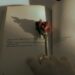 Şairin İlham Kaynağı Nedir? / Aşk Yazarı Mustafa Çifci
