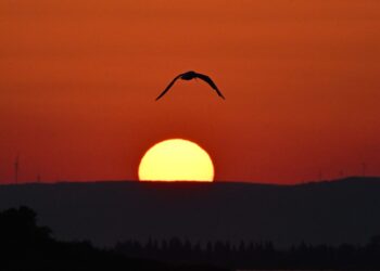 Karanlık Gecenin Sabahı / Suna Çelik