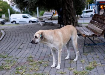 Çomar’ın Dünyası / Ulviye Kara Akçoş