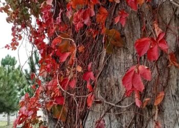 ŞİMDİ KÜL VAKTİ